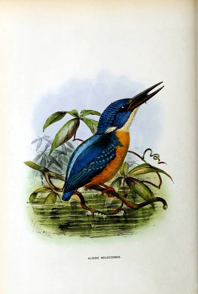Una Vecchia Immagine Illustrazione Uccello Esotico — Foto Stock