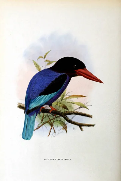 Een Oude Afbeelding Illustratie Van Een Exotische Vogel — Stockfoto