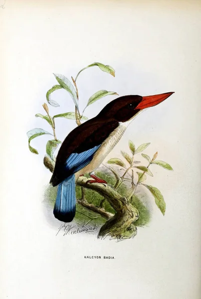Ein Altes Bild Illustration Eines Exotischen Vogels — Stockfoto