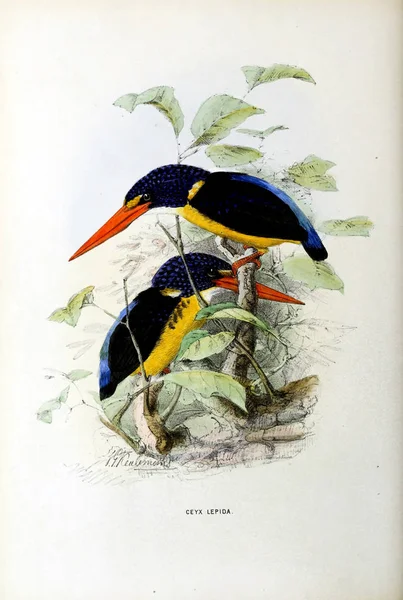 Uma Imagem Antiga Ilustração Pássaro Exótico — Fotografia de Stock