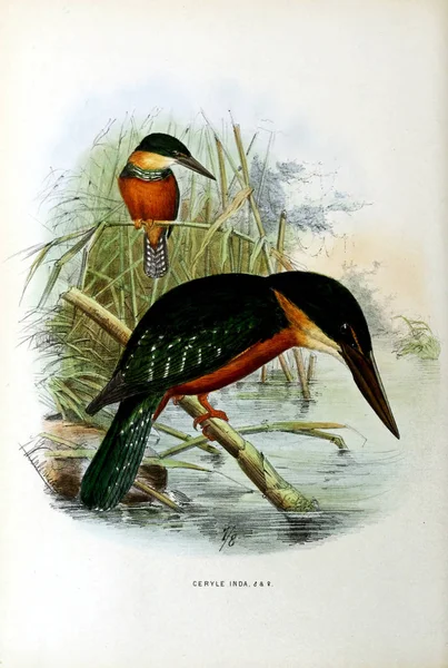旧图像 一只异国鸟的插图 — 图库照片