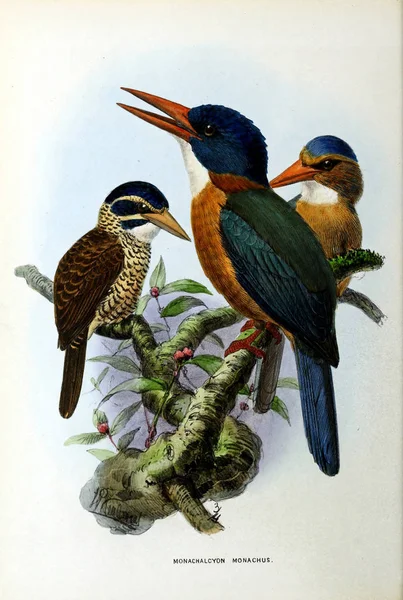 旧图像 一只异国鸟的插图 — 图库照片