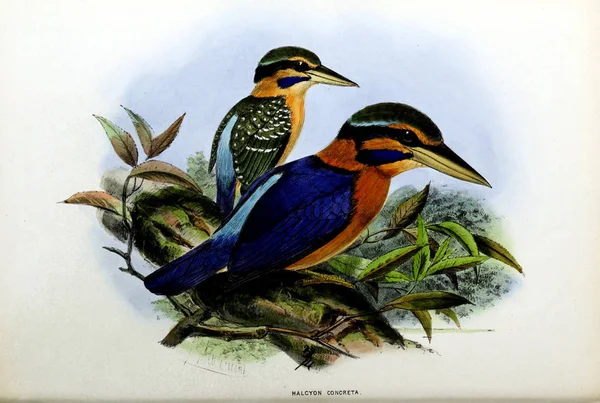 Старый Образ Иллюстрация Экзотической Птицы — стоковое фото