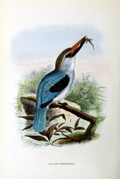 古いイメージ エキゾチックな鳥のイラスト — ストック写真
