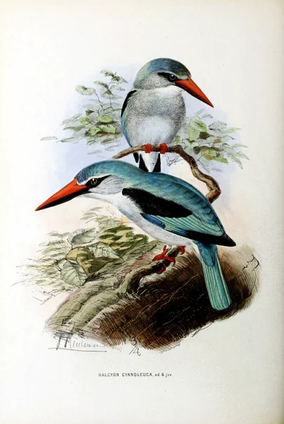 Старый Образ Иллюстрация Экзотической Птицы — стоковое фото