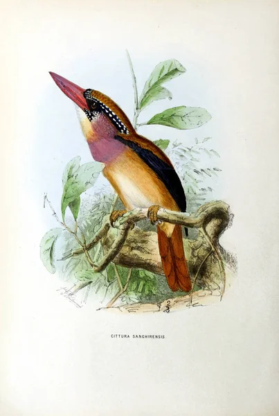 Old Image Illustration Exotic Bird — Stock Photo, Image