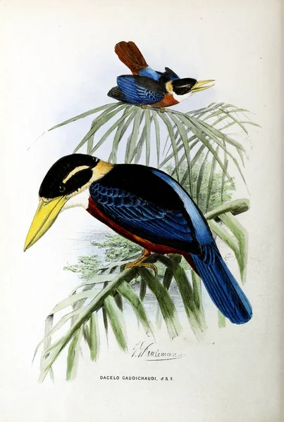 Starý Obraz Ilustrace Exotického Ptáka — Stock fotografie