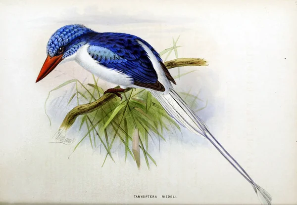 Uma Imagem Antiga Ilustração Pássaro Exótico — Fotografia de Stock