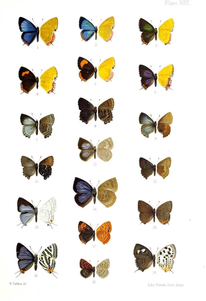 Ilustración Mariposas Una Vieja Imagen —  Fotos de Stock