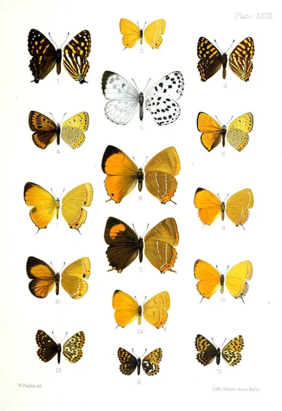 Esimerkki Perhosista Vanha Kuva — kuvapankkivalokuva
