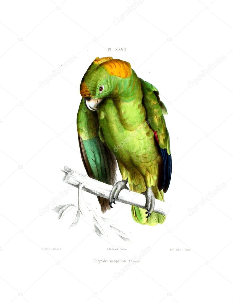Illustration of a parrot. Iconographie des perroquets : non figures dans les publications de Levaillant et de M. Bourjot Saint-Hilaire