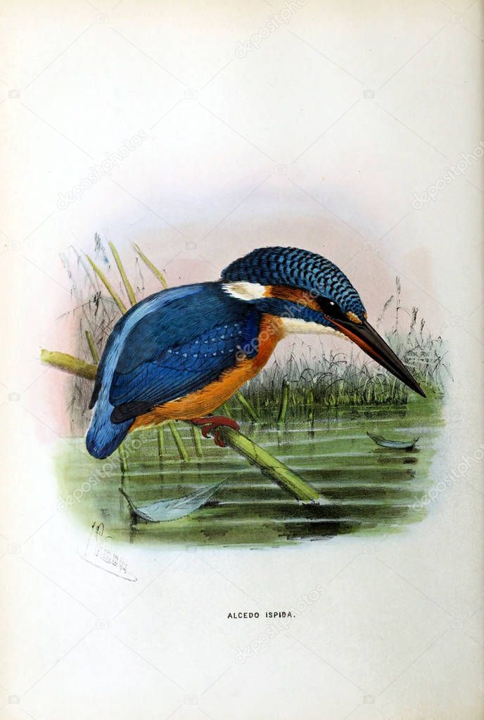 An old image. Illustration of an exotic bird.