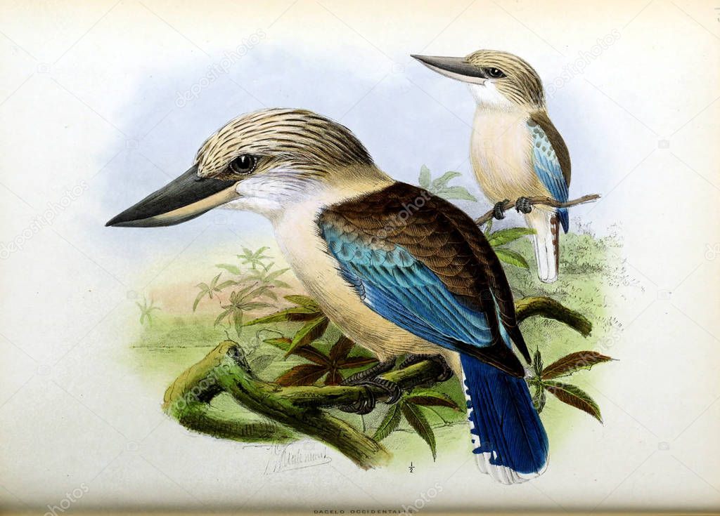 An old image. Illustration of an exotic bird.