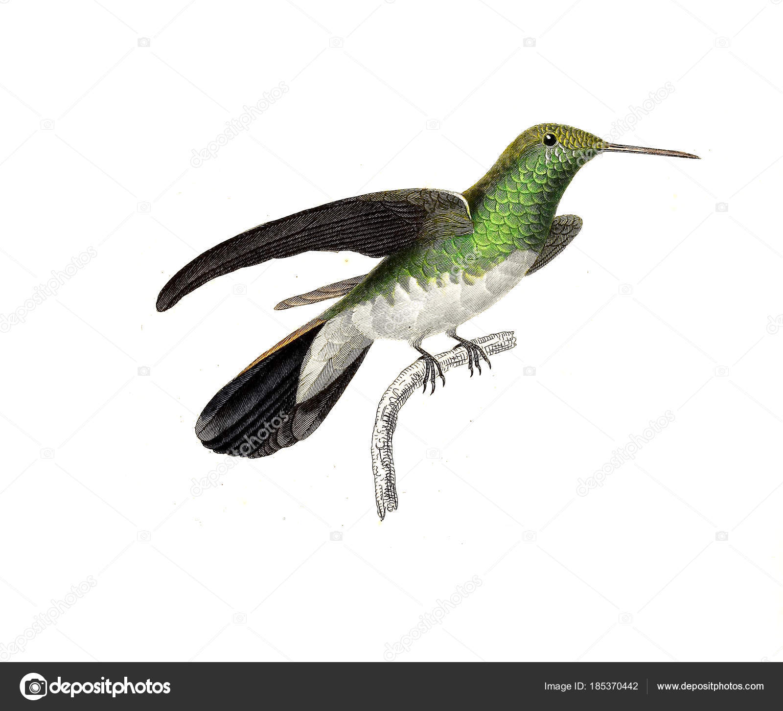 Photo Colibri Oiseau Illustration Hummingbird Les
