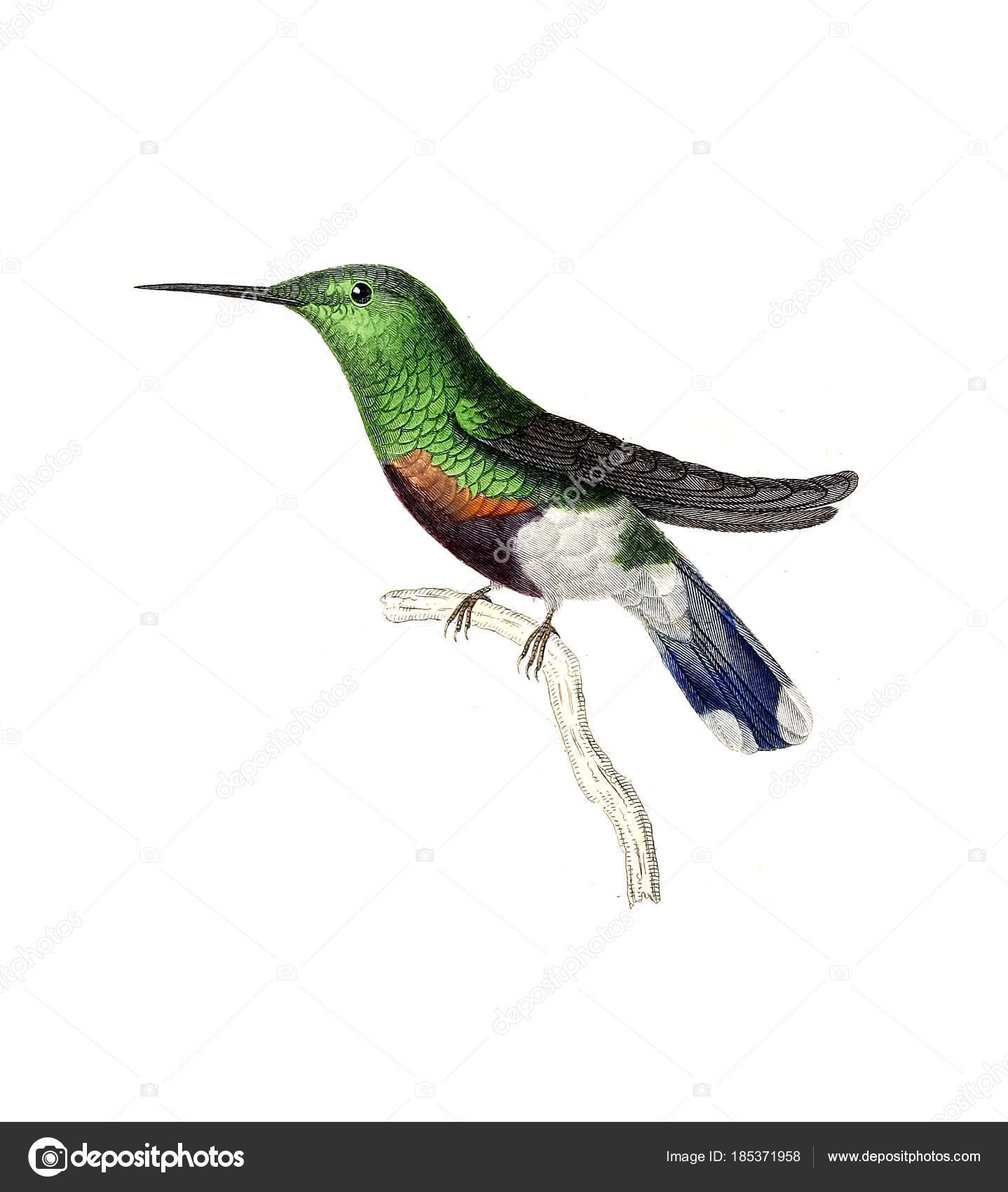 Illustration Hummingbird Les Trochilidees Les Colibris Les