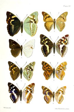 İllüstrasyon kelebek. Eski bir resim.