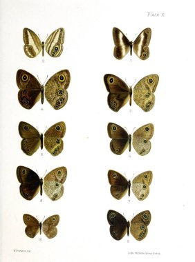 İllüstrasyon kelebek. Eski bir resim.