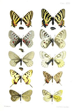 İllüstrasyon kelebek. Eski bir resim.