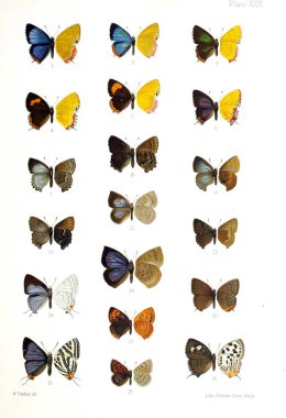 İllüstrasyon kelebek. Eski bir resim.