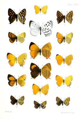 İllüstrasyon kelebek. Eski bir resim.