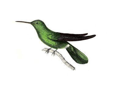 Illustration of a Hummingbird. Les trochilidees : ou, Les colibris et les oiseaux-mouches, 