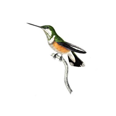 Illustration of a Hummingbird. Les trochilidees : ou, Les colibris et les oiseaux-mouches, 