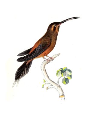 Illustration of a Hummingbird. Les trochilidees : ou, Les colibris et les oiseaux-mouches, 