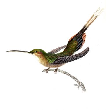 Illustration of a Hummingbird. Les trochilidees : ou, Les colibris et les oiseaux-mouches, 