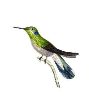 Illustration of a Hummingbird. Les trochilidees : ou, Les colibris et les oiseaux-mouches, 