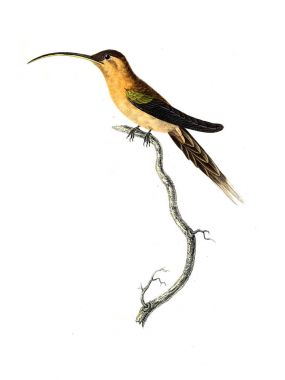 Illustration of a Hummingbird. Les trochilidees : ou, Les colibris et les oiseaux-mouches, 