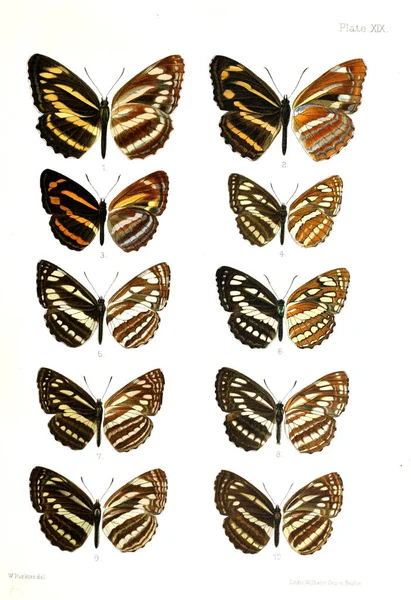 Illustration Von Schmetterlingen Ein Altes Bild — Stockfoto