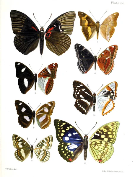 Ilustración Mariposas Una Vieja Imagen —  Fotos de Stock