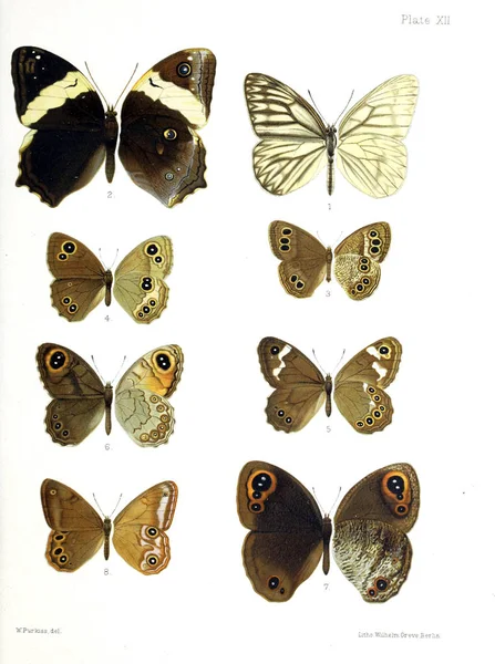 Ілюстрація Метеликів Старе Зображення — стокове фото