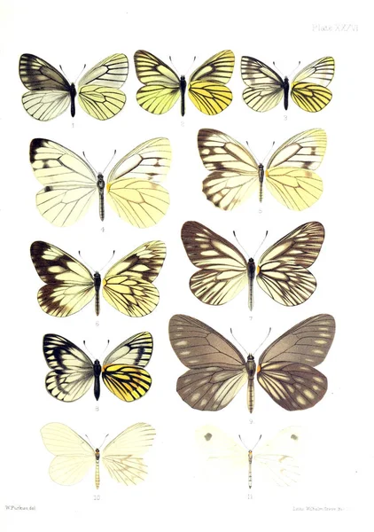 Ilustración Mariposas Una Vieja Imagen —  Fotos de Stock