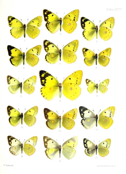 Ilustración Mariposas Una Vieja Imagen —  Fotos de Stock