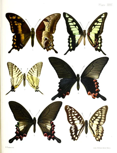 Ábra Pillangók Egy Régi Kép — Stock Fotó