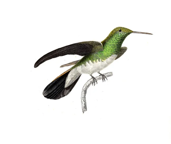 Illustration Colibri Les Trochilidees Les Colibris Les Oiseaux Mouches — Photo