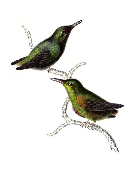 Illustration Hummingbird Les Trochilidees Les Colibris Les Oiseaux Mouches — Φωτογραφία Αρχείου