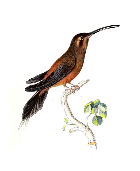 Illustration Hummingbird Les Trochilidees Les Colibris Les Oiseaux Mouches — Stock Fotó