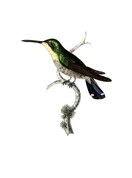 Illustration Hummingbird Les Trochilidees Les Colibris Les Oiseaux Mouches — стокове фото