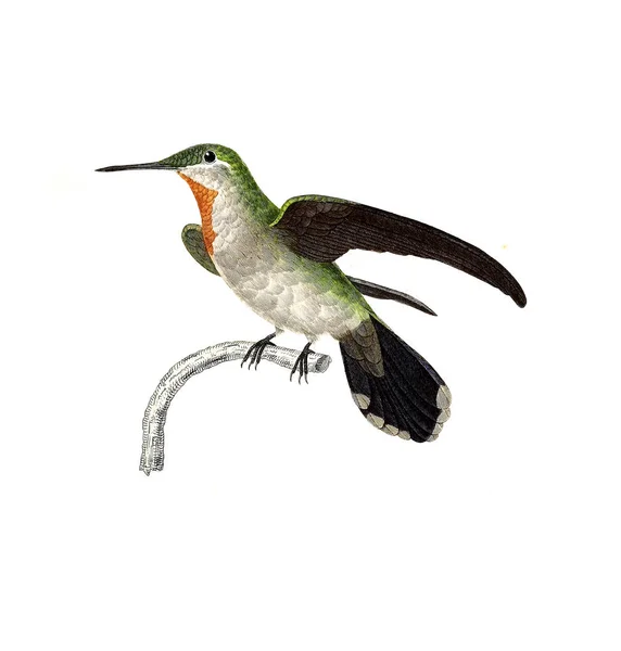 Illustration Colibri Les Trochilidees Les Colibris Les Oiseaux Mouches — Photo
