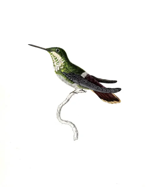 Illustration Colibri Les Trochilidees Les Colibris Les Oiseaux Mouches — Photo