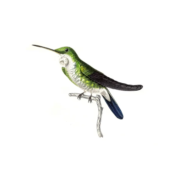 Illustration Colibri Les Trochilidees Les Colibris Les Oiseaux Mouches — Photo