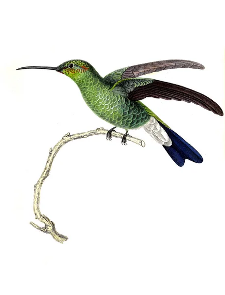 Illustration Colibri Les Trochilidees Les Colibris Les Oiseaux Mouches — Photo