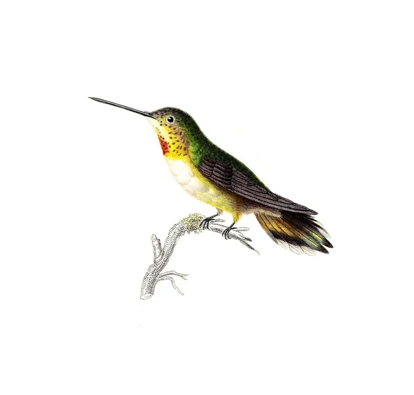 Illustration Colibri Les Trochilidees Les Colibris Les Oiseaux Mouches — Photo