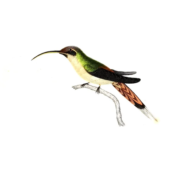 Illustration Eines Kolibris Les Trochilidees Les Colibris Les Oiseaux Mouches — Stockfoto