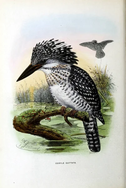 Old Image Illustration Exotic Bird — Stock Photo, Image