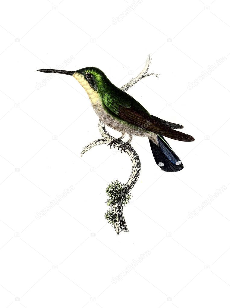 Illustration of a Hummingbird. Les trochilidees : ou, Les colibris et les oiseaux-mouches, 
