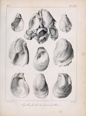 Deniz kabuğu tasviri. Paris 'te coquilles fosillerinin tarifi