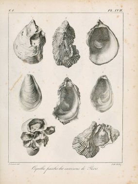 Deniz kabuğu tasviri. Paris 'te coquilles fosillerinin tarifi